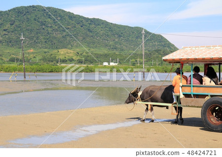Water buffalo carts heading from Yubu Island to Iriomote Island Okinawa Tourism 48424721