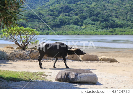 Moving the buffaloes on Yubu Island - Okinawa travel Moving the buffaloes on Yubu Island - Okinawa travel 48424723