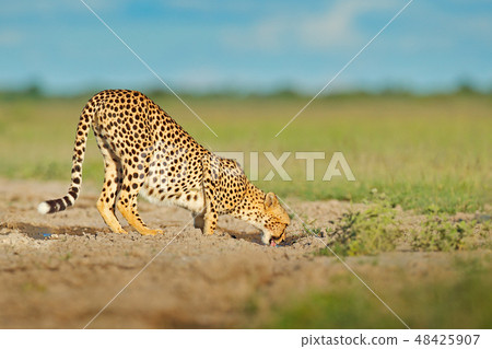 Cheetah in grass, blue sky with clouds. Cheetah in grass, blue sky with clouds. 48425907