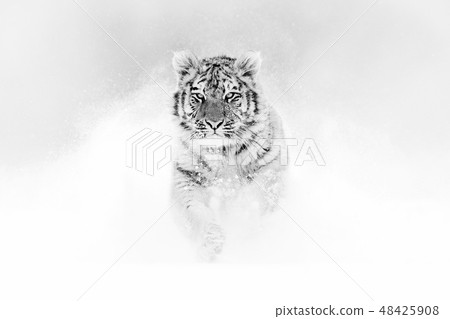 Black and white art. Tiger in wild winter nature Black and white art. Tiger in wild winter nature 48425908