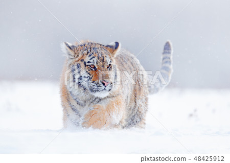 Tiger in wild winter nature, running in the snow 48425912