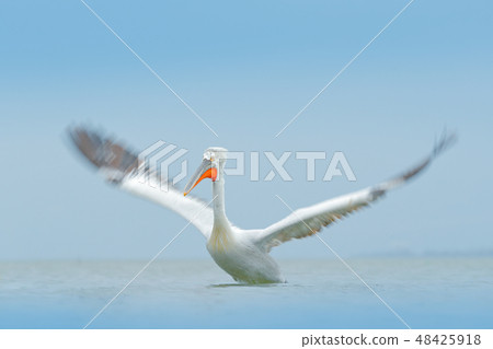 Dalmatian pelican, Pelecanus crispus, in the Lake Dalmatian pelican, Pelecanus crispus, in the Lake 48425918