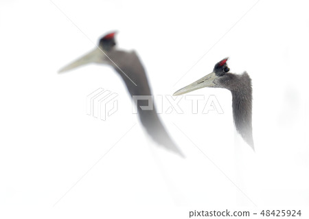 Dancing pair of Red-crowned crane Dancing pair of Red-crowned crane 48425924