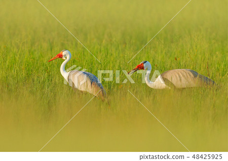 Wattled crane, Grus carunculata, with red head Wattled crane, Grus carunculata, with red head 48425925