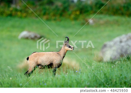 Chamois, Rupicapra rupicapra, in the green grass Chamois, Rupicapra rupicapra, in the green grass 48425930
