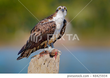 Bird of prey Osprey, Pandion haliaetus Bird of prey Osprey, Pandion haliaetus 48425934