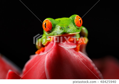 Red-eyed Tree Frog, Agalychnis callidryas 48425940