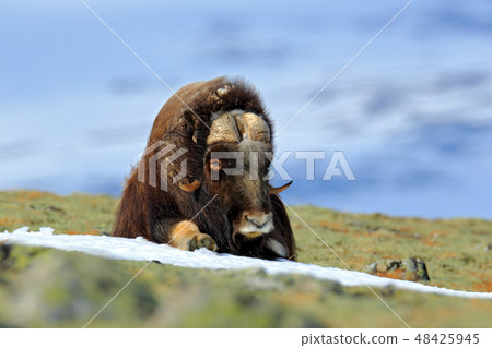 Musk Ox, Ovibos moschatus, with mountain Musk Ox, Ovibos moschatus, with mountain 48425945