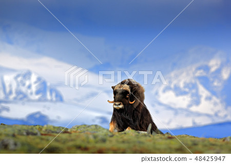 Musk Ox, Ovibos moschatus, with mountain Musk Ox, Ovibos moschatus, with mountain 48425947