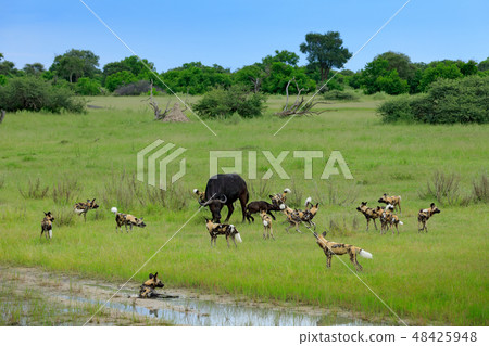 Wild Dog Hunting in Botswana, buffalo cow 48425948