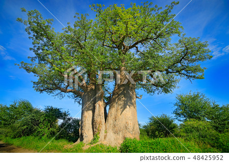 Baobab tree, old plant with green leaves 48425952