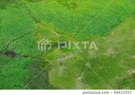 Aerial landscape in Okavango delta, Botswana. 48425955