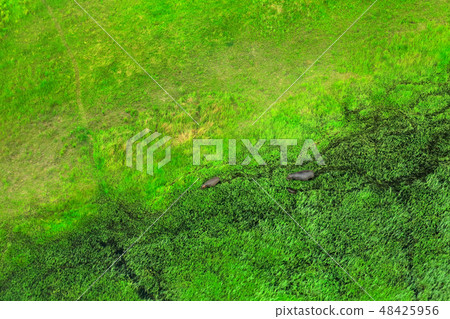 Two hippo in the water, aerial landscape Two hippo in the water, aerial landscape 48425956