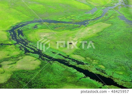 Hippo hidden in green vegetation 48425957