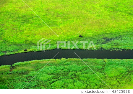 Hippo hidden in green vegetation 48425958