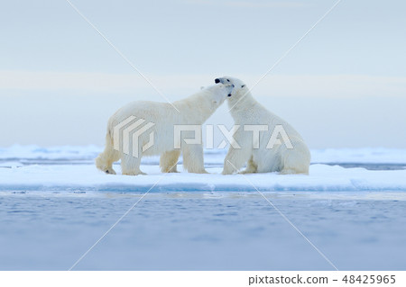 Two Polar bears relaxed on drifting ice with snow Two Polar bears relaxed on drifting ice with snow 48425965