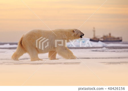 Polar bear on drift ice edge with snow and water 48426156
