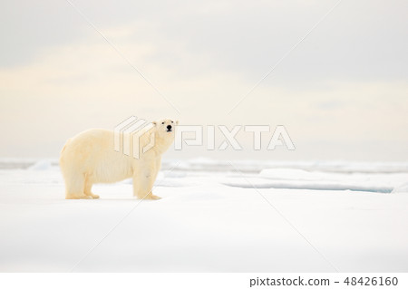 Polar bear on drift ice edge with snow and water 48426160
