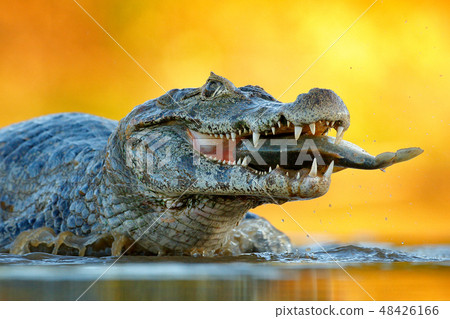 Yacare Caiman, crocodile with fish in the mouth Yacare Caiman, crocodile with fish in the mouth 48426166