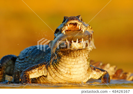 Yacare Caiman, crocodile with fish in the mouth Yacare Caiman, crocodile with fish in the mouth 48426167