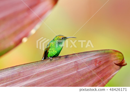 Coppery-headed Emerald, Elvira cupreiceps 48426171