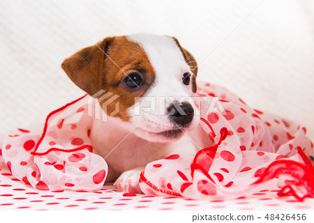 Jack Russell Terrier puppy dog in retro style Jack Russell Terrier puppy dog in retro style 48426456