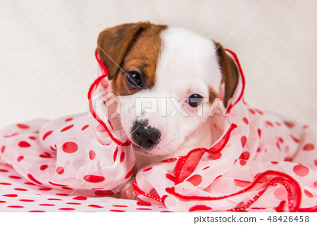 Jack Russell Terrier puppy dog in retro style Jack Russell Terrier puppy dog in retro style 48426458