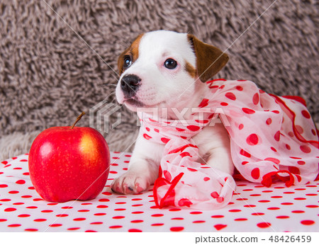 Jack Russell Terrier puppy dog with red apple 48426459