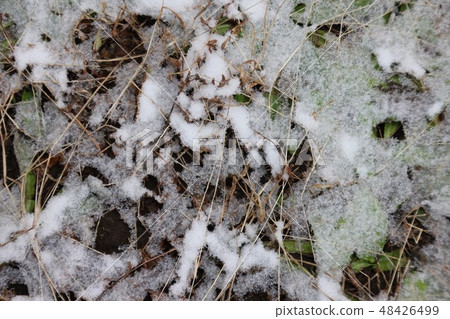 Snow covering the ground Snow covering the ground 48426499