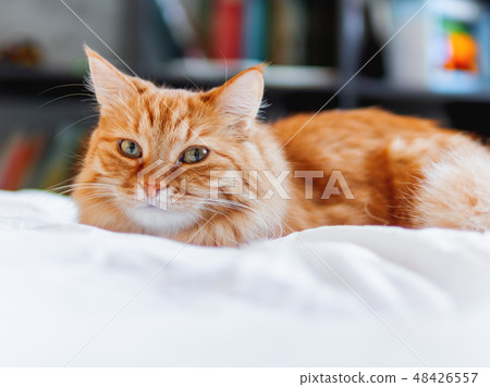 Cute ginger cat lying in bed. Fluffy pet  48426557