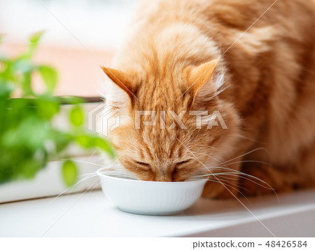 Cute cat hotsell drinking milk