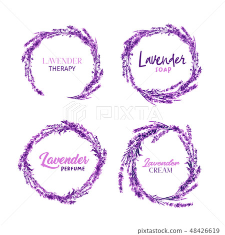 Watercolor or Aquarelle Paintings of Lavender Vector 48426619
