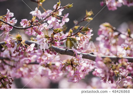 Sakura and mezzo 48426868