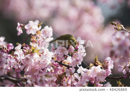 Sakura and mezzo 48426869