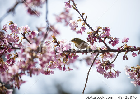 Sakura and mezzo 48426870