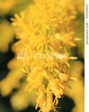 Flower of Seita Kawadachi Saw 48426901