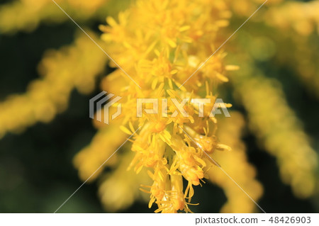 Seita Kawadachi花鋸 48426903