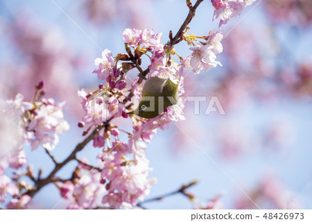 Sakura and mezzo 48426973