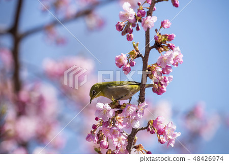 Sakura and mezzo Sakura and mezzo 48426974