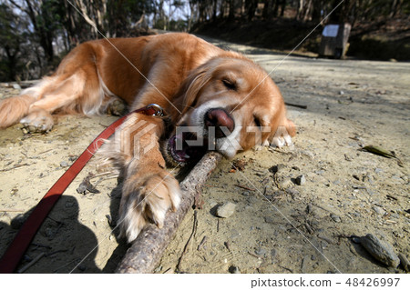 Dog playing with chewing a branch 48426997
