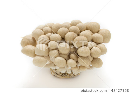 山毛櫸目次 48427568