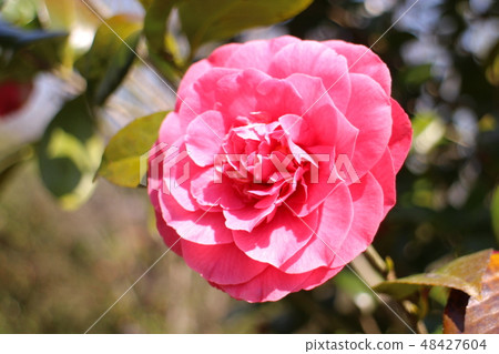 山茶花1粉紅色 山茶花1粉紅色 48427604