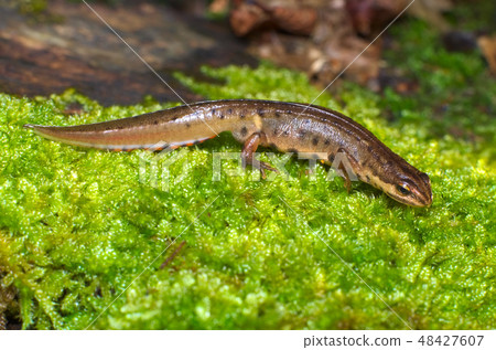 European Common or Smooth Newt European Common or Smooth Newt 48427607