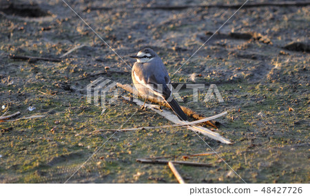 Sekirei illuminated by the sunset 48427726