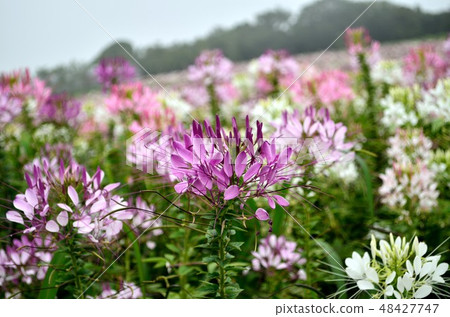 Awaji flowers in summer: Western wind bouquet 48427747