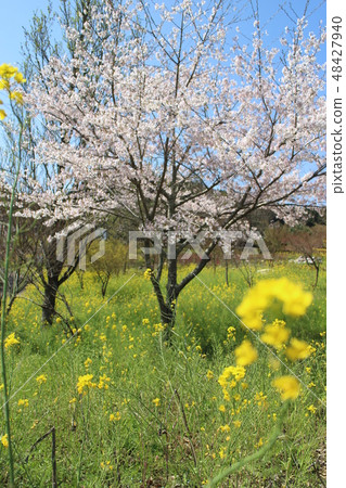 Cherry blossoms and rape blossoms 1 Cherry blossoms and rape blossoms 1 48427940