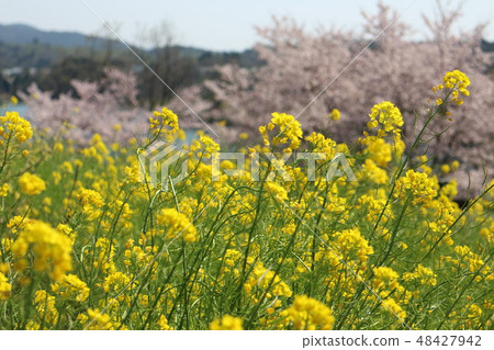櫻花和油菜花2 櫻花和油菜花2 48427942