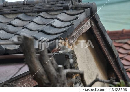 Climbing the roof Nora Nyanko 48428268