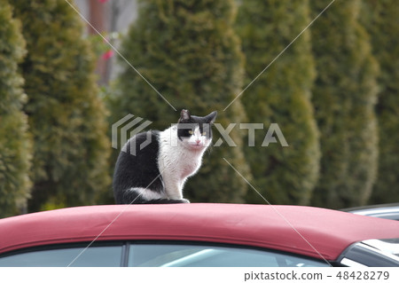 Riding a car's roof Nori Nyanko 48428279