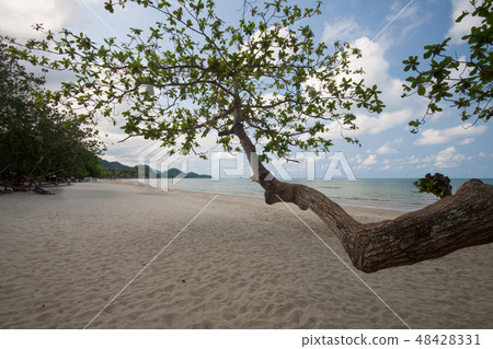 Trees on the beach Trees on the beach 48428331